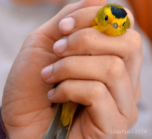 Safe and comforting grip on the Wilson's Warbler 