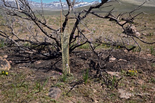 Bitterbrush seedling planted and caged in the lee of a burned Bitterbrush skeleton.