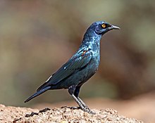 220px-Cape_glossy_starling_(Lamprotornis_nitens)